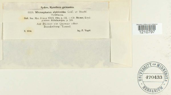 Microsphaera alphitoides image