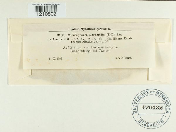 Microsphaera berberidis image