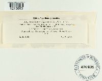 Microsphaera grossulariae image