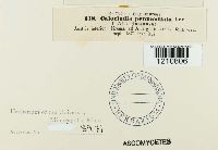 Image Associated With the Occurrence