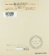 Erysiphe penicillata image