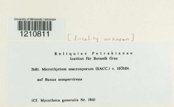 Microthyrium macrosporum image