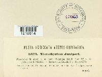 Seynesiella juniperi image