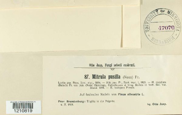 Mitrula pusilla image