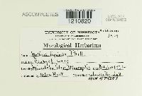 Mollisia ligni image