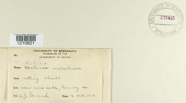 Mollisia melaleuca image