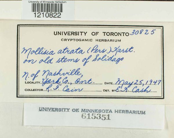 Mollisia atrata image