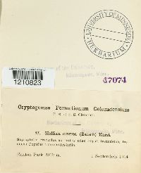 Mollisia cinerea image