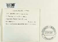 Mollisia cinerea image