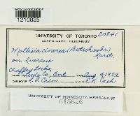 Mollisia cinerea image