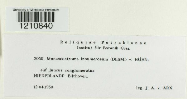 Monascostroma innumerosum image