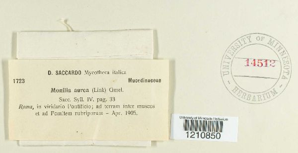 Botryobasidium aureum image