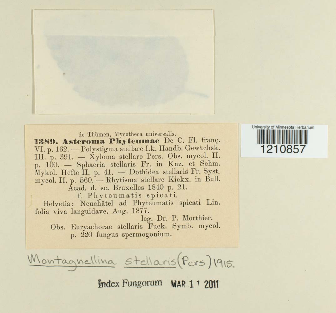 Montagnellina stellaris image