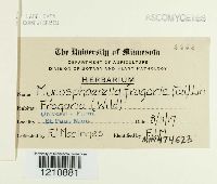 Thumbnail image of current specimen