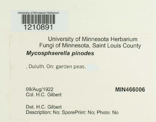 Mycosphaerella pinodes image