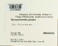 Mycosphaerella pinodes image