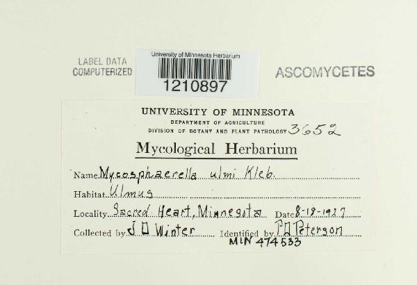 Mycosphaerella ulmi image