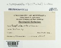 Mycosphaerella ribis image