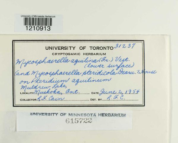 Mycosphaerella aquilina image