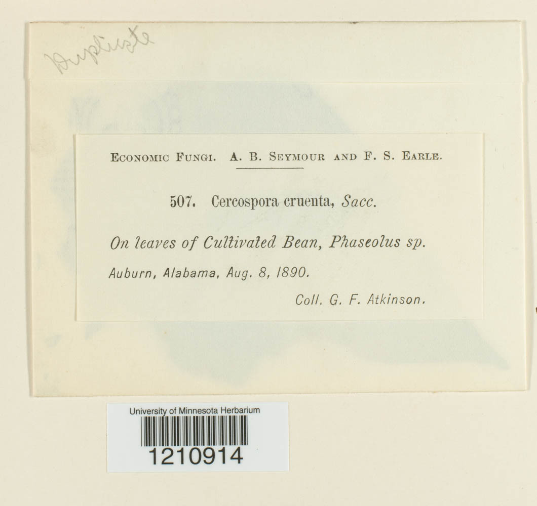 Mycosphaerella cruenta image