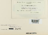 Mycosphaerella cruenta image