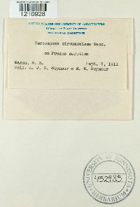 Mycosphaerella cerasella image