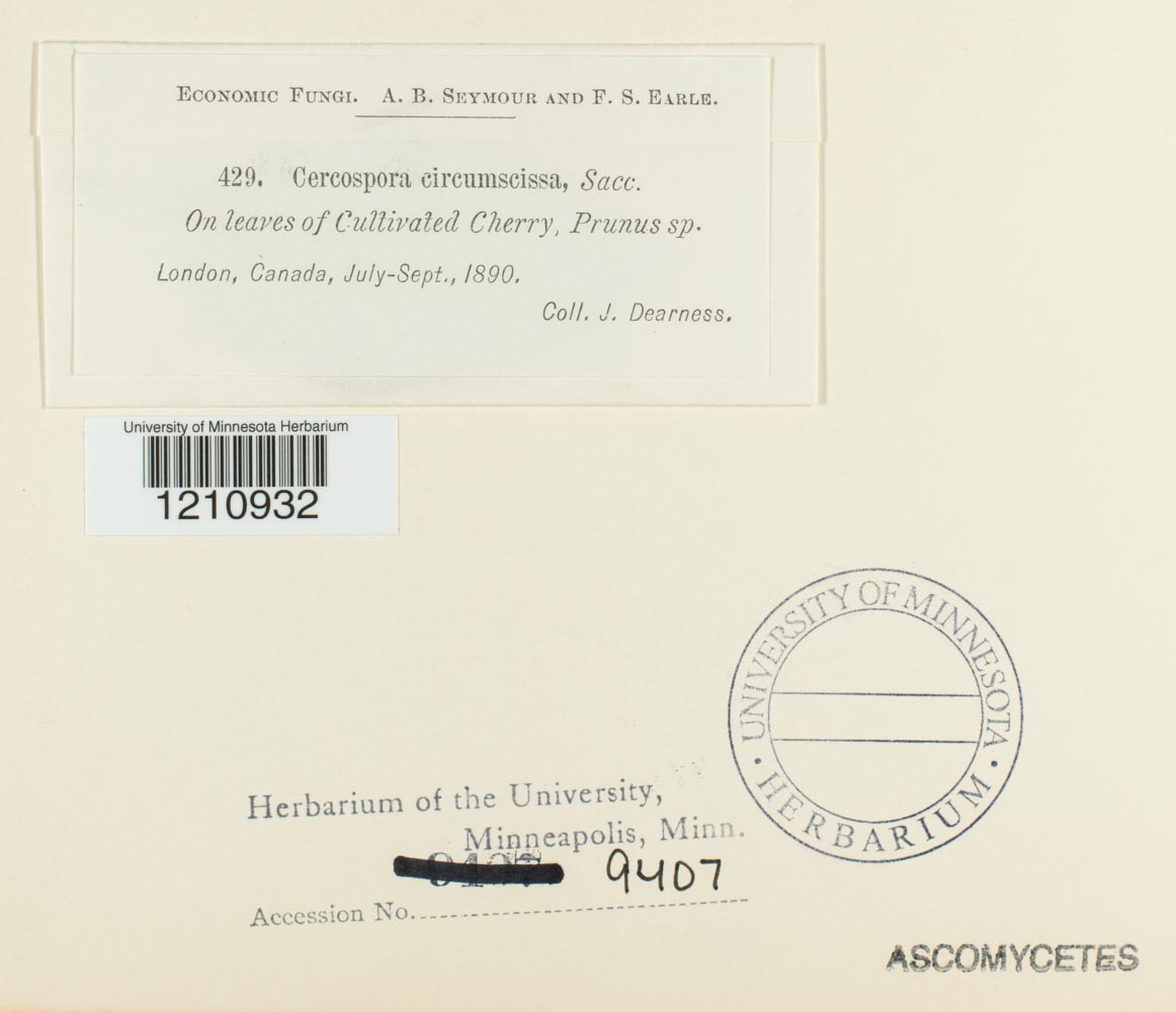 Mycosphaerella cerasella image