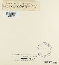 Mycosphaerella cerasella image