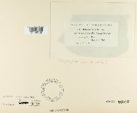 Mycosphaerella cruenta image