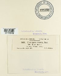 Mycosphaerella cruenta image