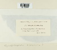 Mycosphaerella millegrana image