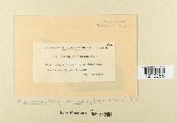 Mycosphaerella millegrana image