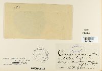 Mycosphaerella millegrana image