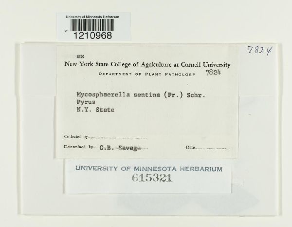 Mycosphaerella sentina image