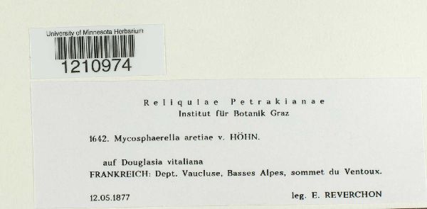 Mycosphaerella aretiae image