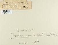 Mycosphaerella berkeleyi image