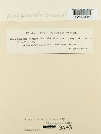 Mycosphaerella cruenta image