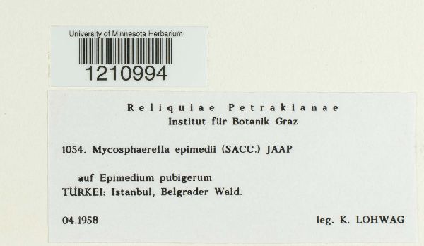 Mycosphaerella epimedii image