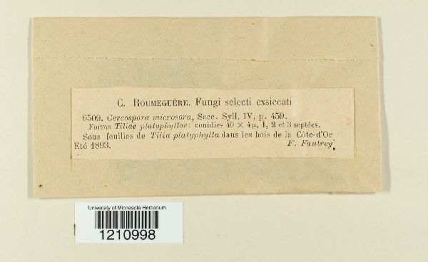 Mycosphaerella millegrana image