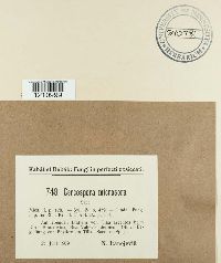 Mycosphaerella millegrana image