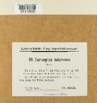 Mycosphaerella millegrana image