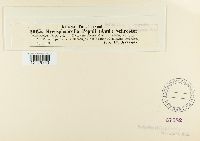 Mycosphaerella populi image