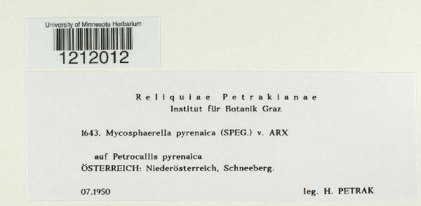 Mycosphaerella pyrenaica image