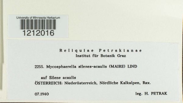 Mycosphaerella silenes-acaulis image