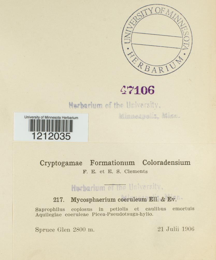 Mycosphaerella coerulea image