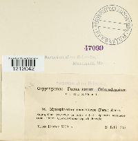 Mycosphaerella maculiformis image