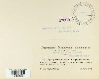 Mycosphaerella tassiana image