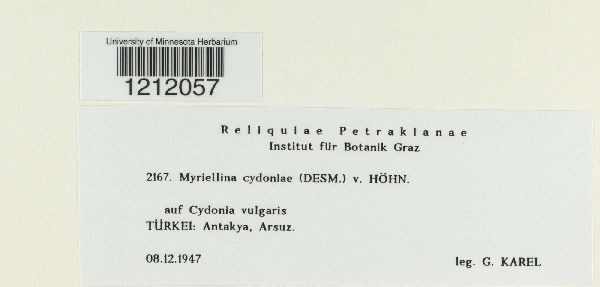 Myriellina cydoniae image