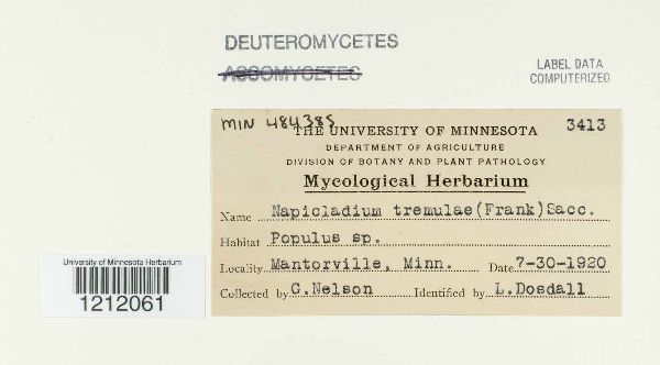 Napicladium tremulae image