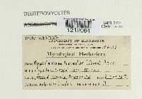 Napicladium tremulae image